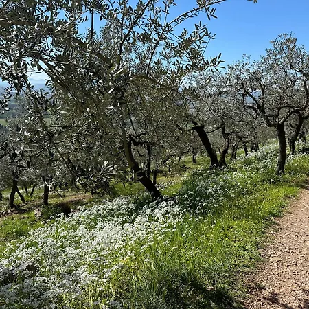 Armonia - Appartamento