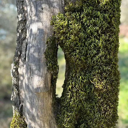 Armonia - Appartamento *