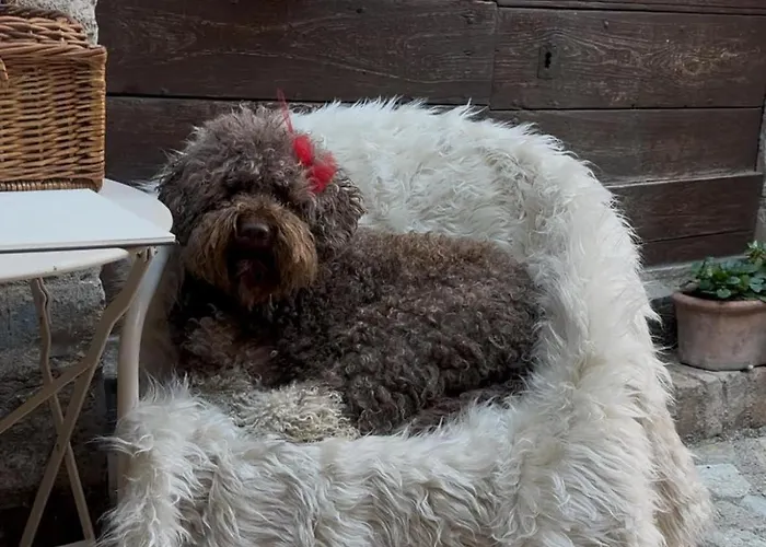 Armonia - Apartment *