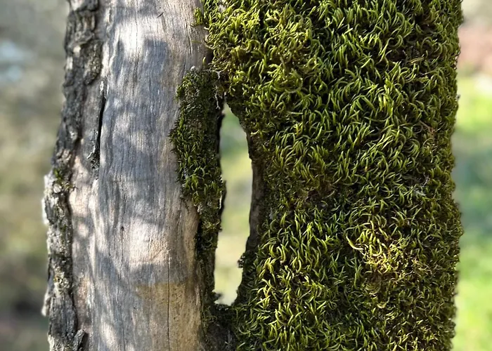 Armonia - Apartment *